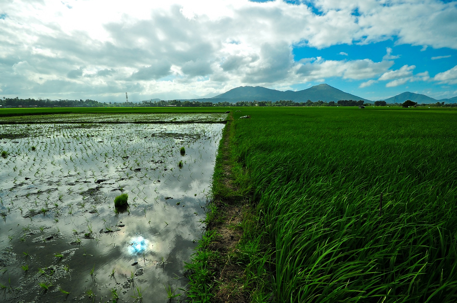 Cagayan farmers get drought-resistant rice variety