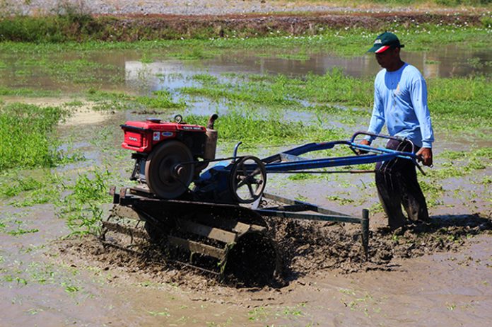 PhilRice, Irri to craft PHL rice-farming plan | Business Mirror
