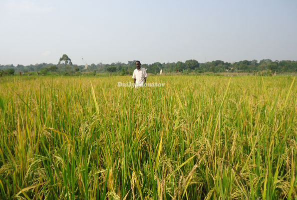 New rice seed promises high yields, income