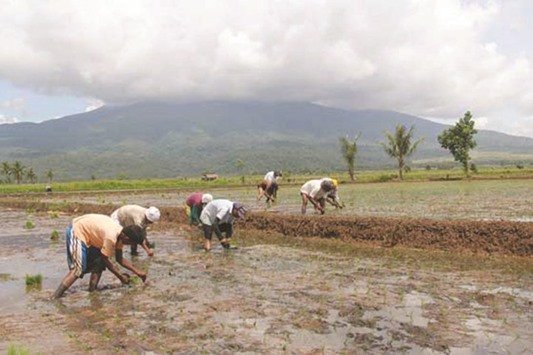 Bicolano-farmers-rated-best-in-extreme-climate-ada | Gulf Times