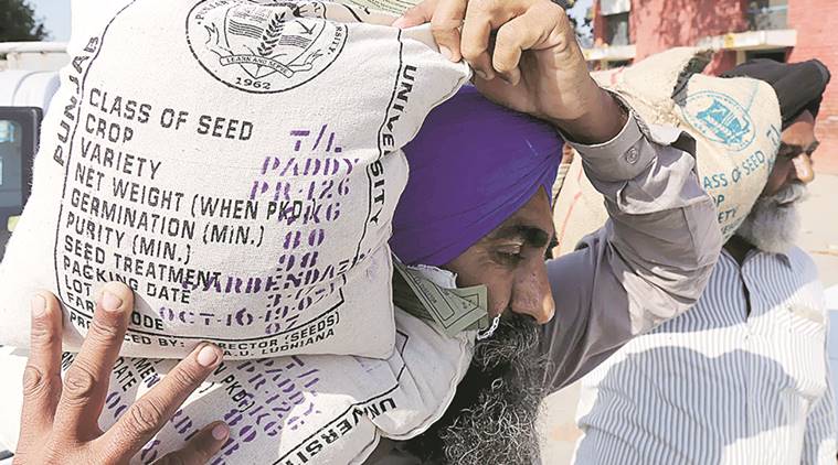Sustainable Agriculture: Punjab’s search for a less water-guzzling, yet high-yielding paddy | The Indian Express
