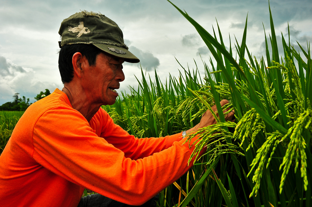 Seeds of change | RiceToday
