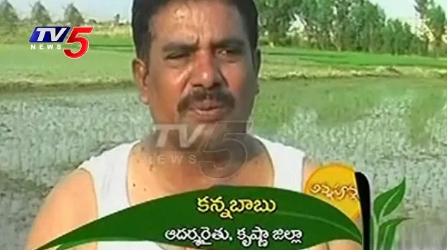 Super Green Rice Farming Yielding Profits In Rabi Season | Krishna | Annapurna | TV5 News
