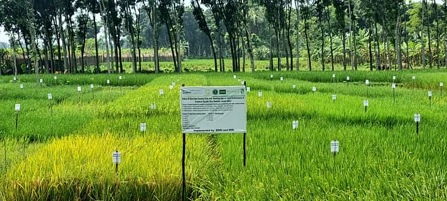 BRRI dhan75 shows hope of early cultivation of robi crops